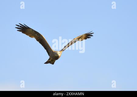 Schwarzer Drachen im Flug, Milvus migrans, schwarzer Drachen, Oberlausitz, Deutschland, Sachsen, Europa Stockfoto