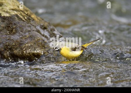 Graue Bachstelze im Frühjahr. Grauer Bachschwanz sucht nach Essen Stockfoto