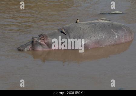 Afrika, Kenia, Masai Mara National Reserve, Mara River. Hippopotamus (Hippopotamus amphibius). Rotschnabeloxspecht (Buphagus erythrorhynchus) auf der Rückseite. Stockfoto