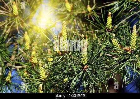 Pinus Mugo. Nadeln und Knospen hautnah Stockfoto