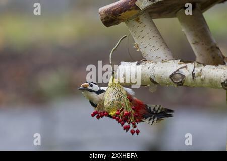 Großspecht, Weibchen, Dendrocopos Major, Syn Picoides Major, Großspecht, weiblich Stockfoto