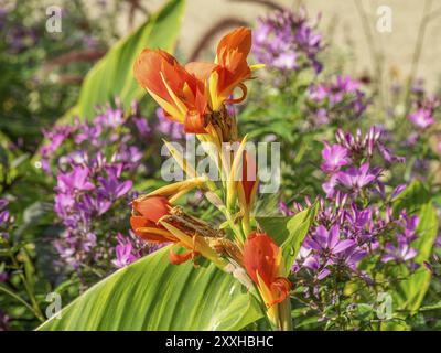 Leuchtend orange Blumen umgeben von violetten Blumen im Garten mit großen grünen Blättern, Bad Lippspringe, Deutschland, Europa Stockfoto