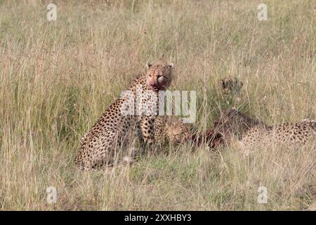 Afrika, Kenia, Masai Mara, Geparden (Acinonyx jubatus) mit impala töten. (Aepyceros melampus). Essen Beute. 2016-08-04 Stockfoto