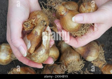 Zwiebelpflanzen, Zwiebelpflanzen 20 Stockfoto