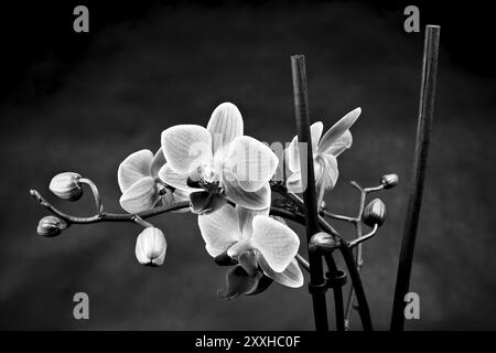 Eine Orchidee vor schwarzem Hintergrund Stockfoto