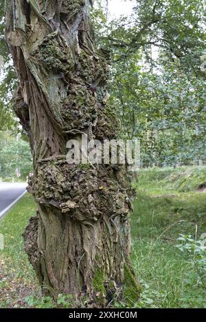 Stamm eines alten Akazienbaums, Nahaufnahme Stockfoto