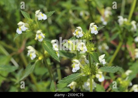 Die Heilpflanze Saat-Hohlzahn, die Kräuterpflanze Flaumnessel oder Galeopsis segetum Stockfoto