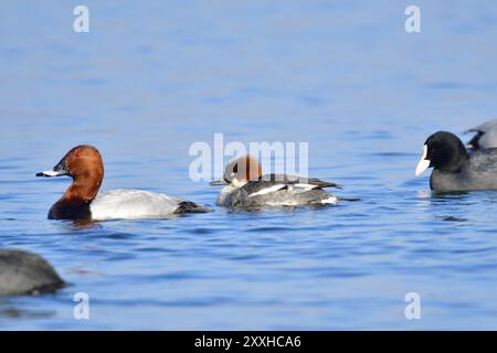 Weibliche smew im Winter in sächsisch. Kleine Merganser-Frau im Winter Stockfoto