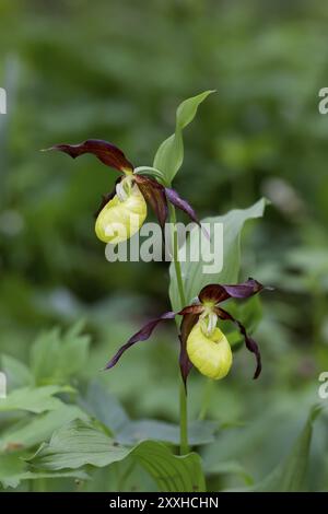 Damen Slipper Orchidee (Cypripedium calceolus) Stockfoto