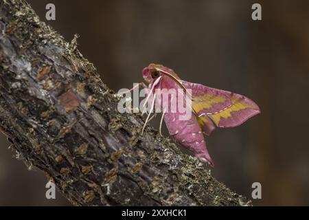 Kleine Elefantenfalke-Motte Deilephila porcellus, kleine Elefantenfalke-Motte Stockfoto