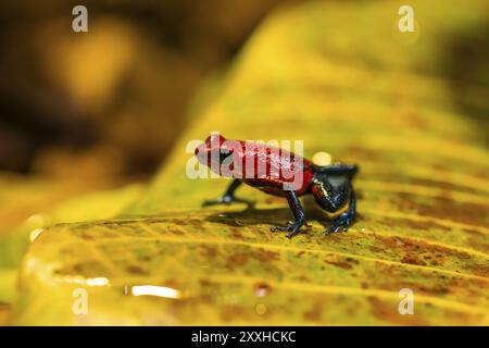 Erdbeergiftfrosch (Oophaga pumilio) auf einem gelben Blatt, Provinz Heredia, Costa Rica, Mittelamerika Stockfoto