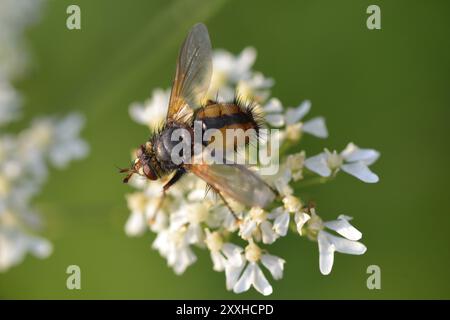 Tachina fera auf einer Blume. Igel fliegen auf einer Blume Stockfoto