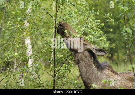 Eurasischer Elch, Europäischer Elch, Alces alces, Deutschland, Europa Stockfoto