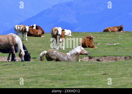 Simmentalrinder auf einer almwiese in den alpen. Simmentalrinder auf einer Alm in den alpen Stockfoto