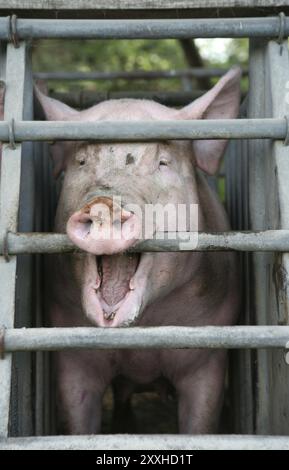 Hausschweine im Quarantänestall Stockfoto