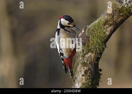 Großspecht, männlich, Dendrocopos Major, Syn Picoides Major, Großspecht, männlich Stockfoto