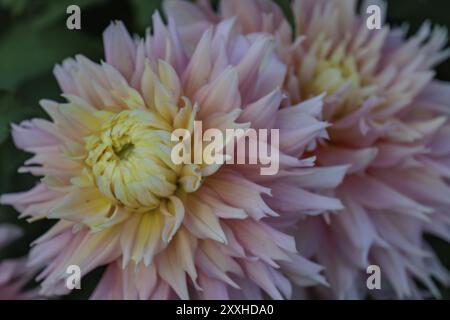 Nahaufnahme von zwei rosa Dahlienblüten im Garten legden, Münsterland, deutschland Stockfoto
