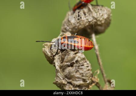 Feuerwehreinsatz, Pyrrhocoris apterus, Feuerwehreinsatz Stockfoto