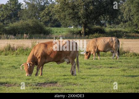 Zwei Kühe, die im Sommer auf einer Weide nahe beieinander weiden, umgeben von Feldern, borken, münsterland, deutschland Stockfoto