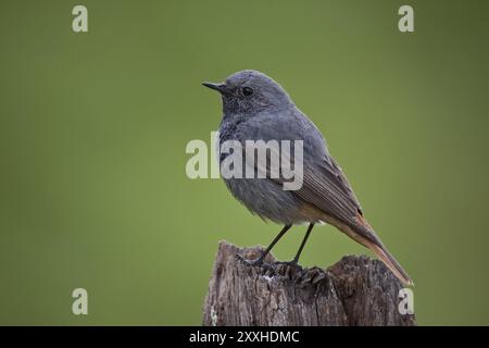 Schwarzer Redstart, männlich, Phoenicurus ochruros, schwarzer Redstart, männlich Stockfoto