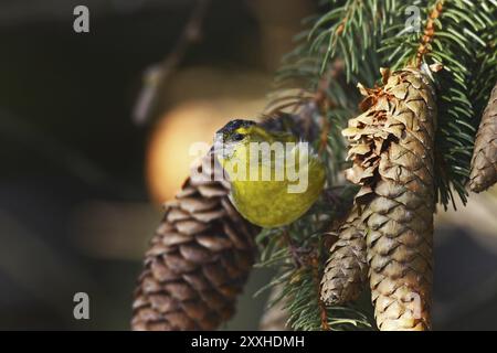 Erlenzeisig, Carduelis spinus, Eurasisches Sisskin Stockfoto