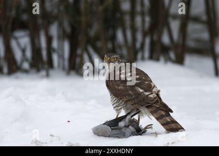 Sperber, Accipiter nisus, Eurasischer sparrowhawk Stockfoto