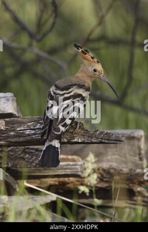 Wiedehopf, Upupa epops, Wiedehopf Stockfoto