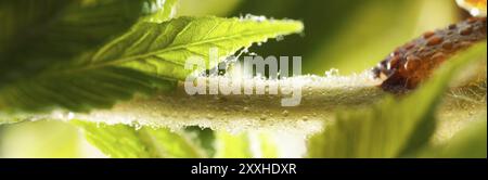 Kastanie, Rosskastanie (Aesculus hippocastanum), Knospendetail mit jungen Blättern, Harztröpfchen und feinen Haaren zum Schutz der jungen Triebe, Stockfoto