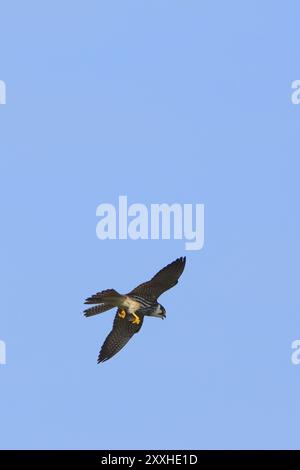 Eurasisches Hobby Falco subbuteo im Flug, eurasisches Hobby im Flug Stockfoto