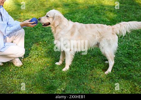 Besitzer gibt Spielball an niedlichen Golden Retriever Hund draußen, Nahaufnahme Stockfoto