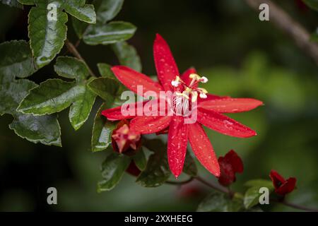 Blume einer roten Passionsblume (Passiflora vitifolia) im tropischen Regenwald, Provinz Alajuela, Costa Rica, Mittelamerika Stockfoto