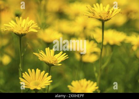 Eine Nahaufnahme einer gelben Blume mit üppigem grünem Gras und einem weichen Bokeh Stockfoto