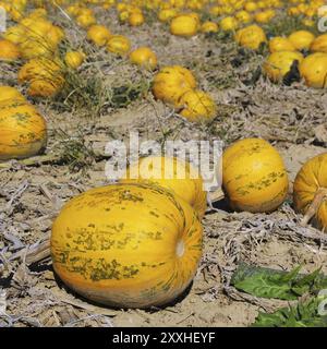 Kürbisfeld, Pumkin Feld 02 Stockfoto