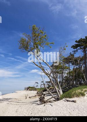 Der Weststrand an der Ostseeküste Stockfoto