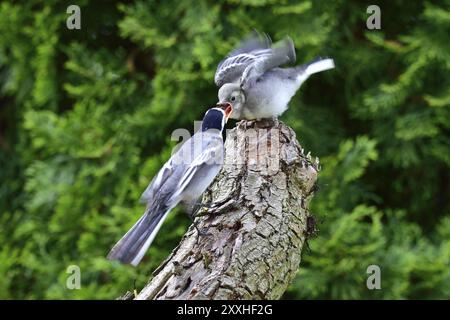 Weißer Bachstelz füttert seinen jungen Vogel Weißer Bachstelz füttert einen jungen Vogel Stockfoto