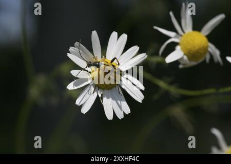 Gefleckter Schmalschnabel auf einer Gänseblümchenblume Stockfoto