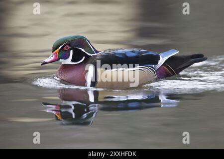 Brautente, Aix sponsa, Holzente Stockfoto