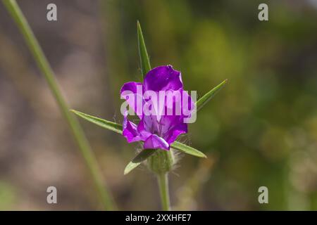 Kornrade, Agrostemma githago, gewöhnlicher Maiskeks Stockfoto