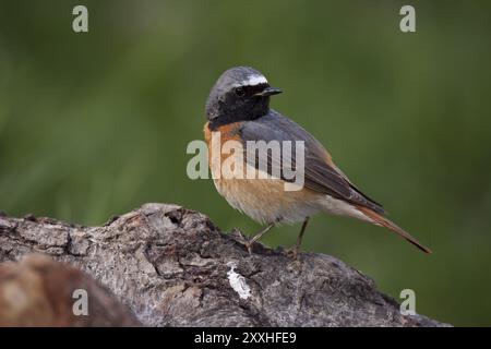 Gemeinsamer Redstart, männlich, Phoenicurus phoenicurus, gemeinsamer Redstart, männlich Stockfoto