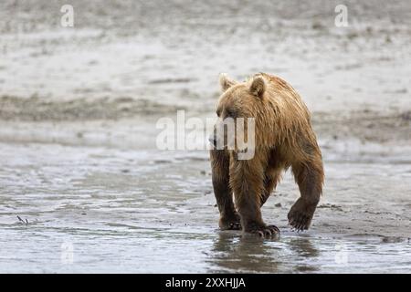 Grizzlybär am Ufer des Douglas River im Katmai National Park in Alaska Stockfoto