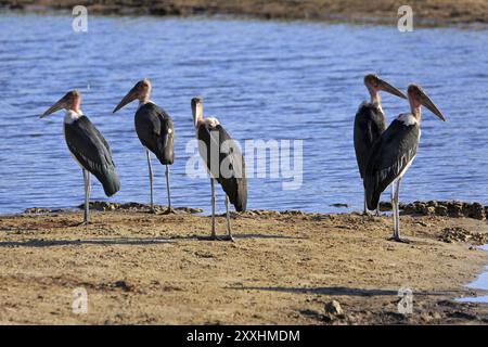 Marabu Stockfoto