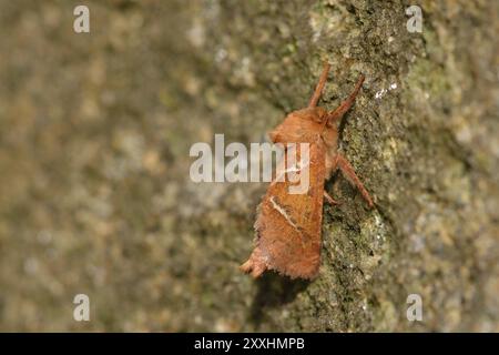 Männliche Orange rafft auf einem Stein. Orange SWIFT (Triodia sylvina) männlich Stockfoto