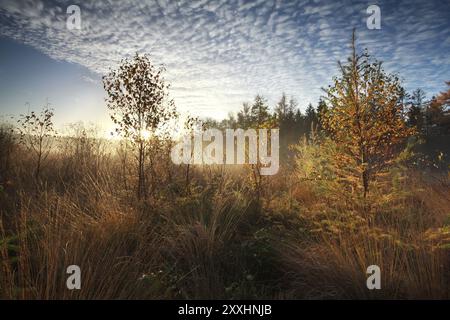 Goldene Morgensonne über Nebelsumpf mit Bäumen im Herbst Stockfoto