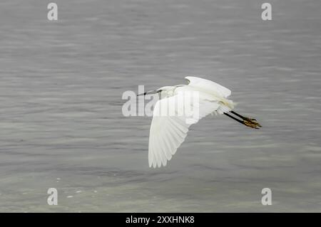 Ein kleiner Egret im Flug über das Meer in Sansibar Stockfoto