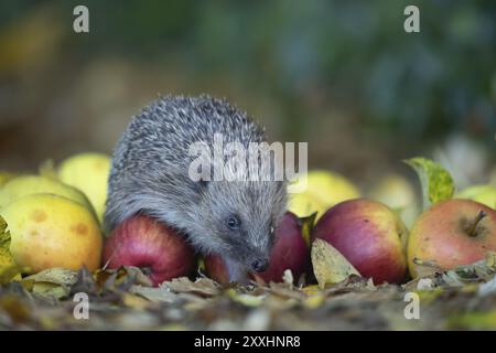 Europäischer Igel (Erinaceus europaeus) erwachsenes Tier auf gefallenen Äpfeln in einem Garten im Herbst, Suffolk, England, Vereinigtes Königreich, Europa Stockfoto