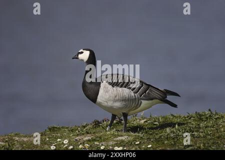 Nonnengans, Branta-Leukopsis, Nonnengans Stockfoto