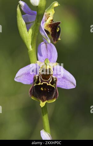 Hummel Orchidee, Ophrys holoserica, Spätspinne Orchidee Stockfoto