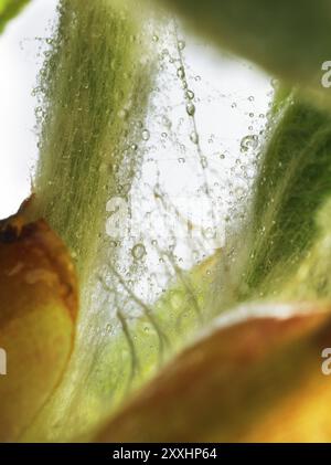 Kastanie, Rosskastanie (Aesculus hippocastanum), Details der Knospen, Harztröpfchen und feine Haare zum Schutz der jungen Triebe, Makrofoto Stockfoto