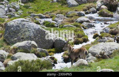 Ein Steinbock steht zwischen Felsen und fließendem Wasser in den Bergen, Gredos Steinbock (Capra pyrenaica victoriae), spanischer Steinbock (Capra pyrenaica), iberischer Steinbock, Stockfoto