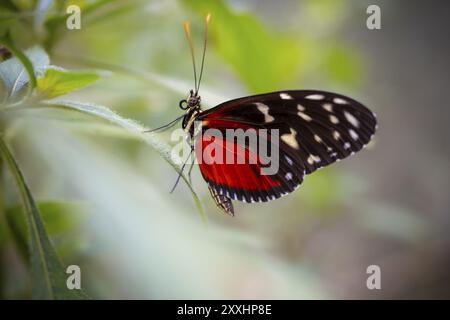 Tarricina Halbglasflügel (Tithorea tarricina pinthias), roter schwarzer Schmetterling, der auf einem Blatt sitzt, Provinz Alajuela, Costa Rica, Mittelamerika Stockfoto